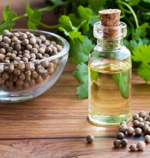 Co2 Extraction Coriander Oil Manufacturer